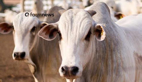 preço futuro do boi gordo