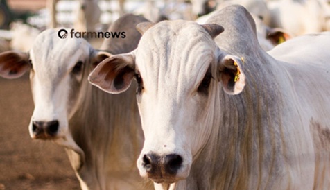 preço futuro do boi gordo