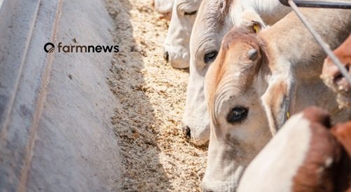 preço futuro do boi gordo