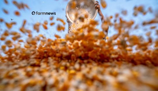 estoque mundial de milho