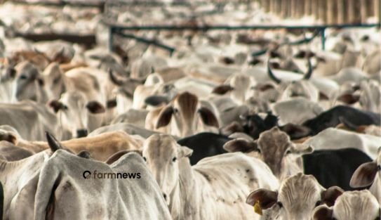 exportação de bovinos vivos