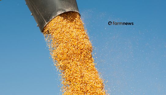 preço futuro do milho