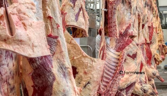 Exportação de carne bovina: parcial de abril volta a subir e caminha para novo recorde