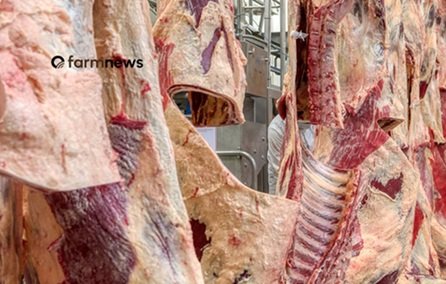 exportação de carne bovina do Brasil