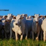 antimicrobianos