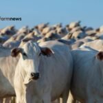 maiores importadores de bovinos vivos