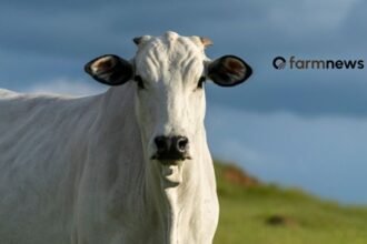 abate de vacas