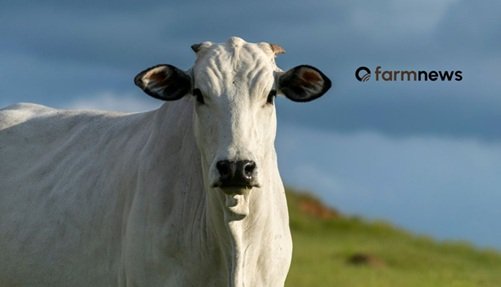 abate de vacas