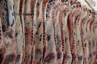 embarque de carne