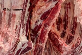 exportação de carne bovina