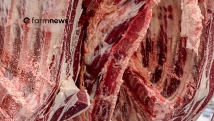 exportação de carne bovina