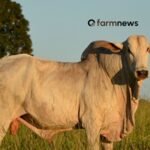 ágio do preço futuro do boi gordo para outubro