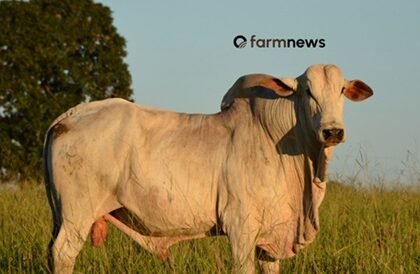 ágio do preço futuro do boi gordo para outubro