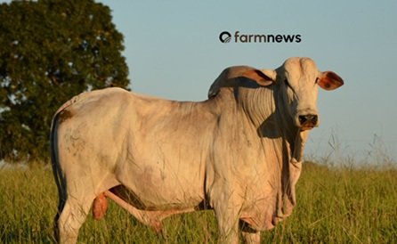 ágio do preço futuro do boi gordo para outubro