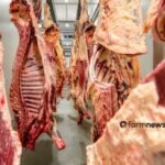 exportação de carne bovina