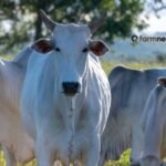 produção de bezerros gemelares