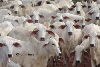 exportação de bovinos vivos