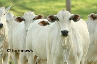vantagens econômicas da produção de bezerros