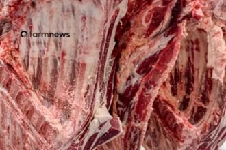 carne bovina do Brasil para a UE