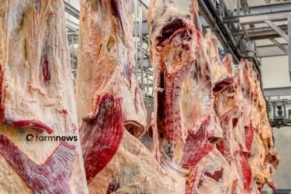 exportação de carne bovina do Brasil