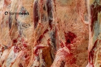 carne bovina do Brasil