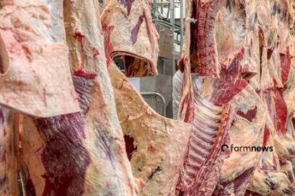 exportação de carne bovina