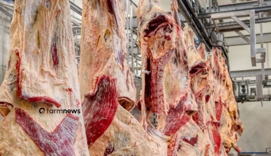 exportação de carne bovina