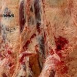 exportação de carne bovina