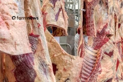 carne bovina